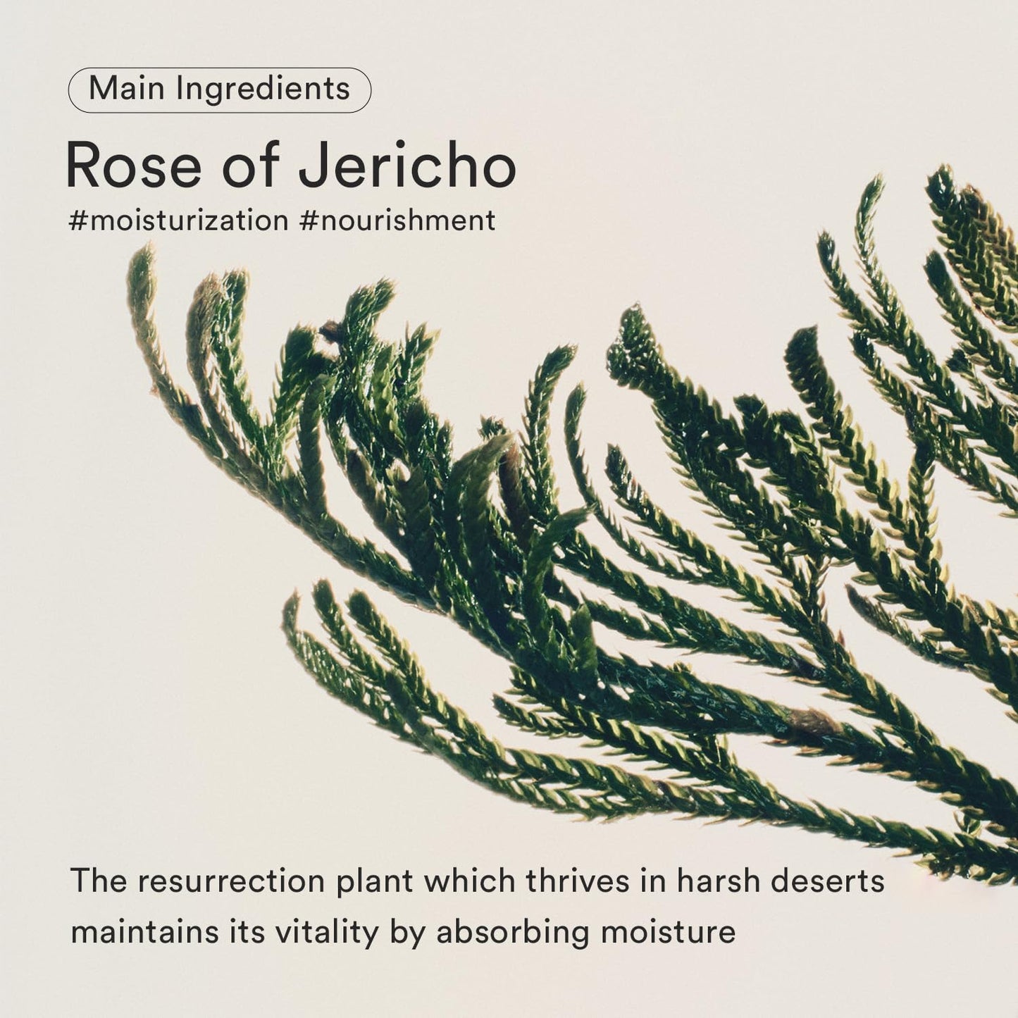 Abib Jericho Rose Hydration Care Duo – Bifida Firming Serum & Collagen Jelly Gel Masks (10 Sheets)